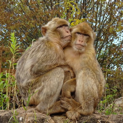 Zwei  Affen umarmen sich